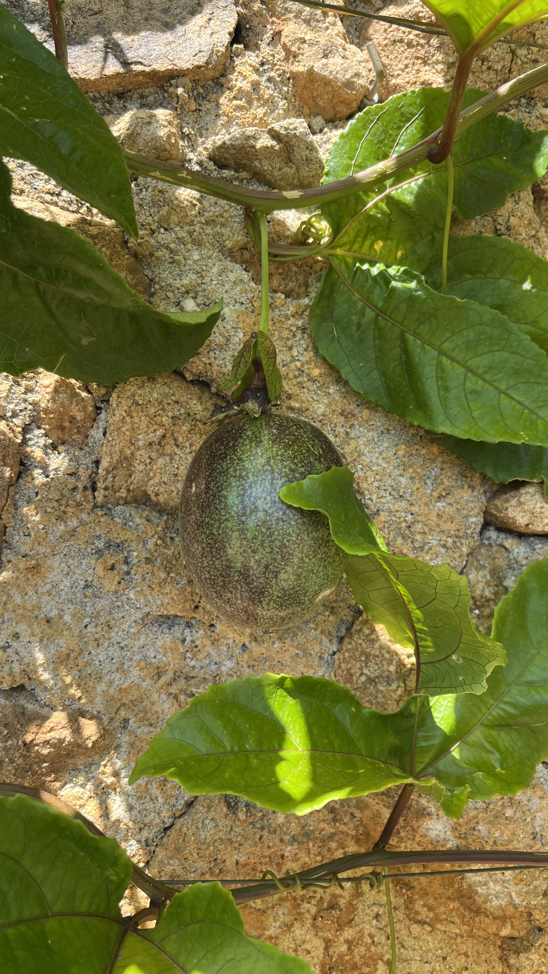 Passion fruit